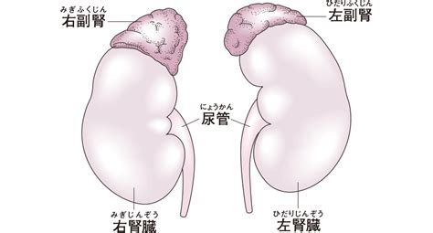 副腎と腎臓は関連があるの？ 看護roo カンゴルー