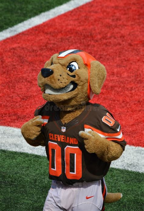 Chomps Cleveland Ohio NFL Mascot the Cleveland Browns Editorial ...