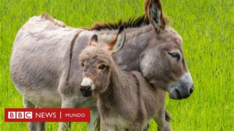 C Mo Los Burros Cambiaron El Curso De La Historia De La Humanidad Bbc