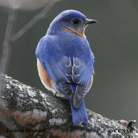 Eastern Bluebird (Sialia sialis) - EABL