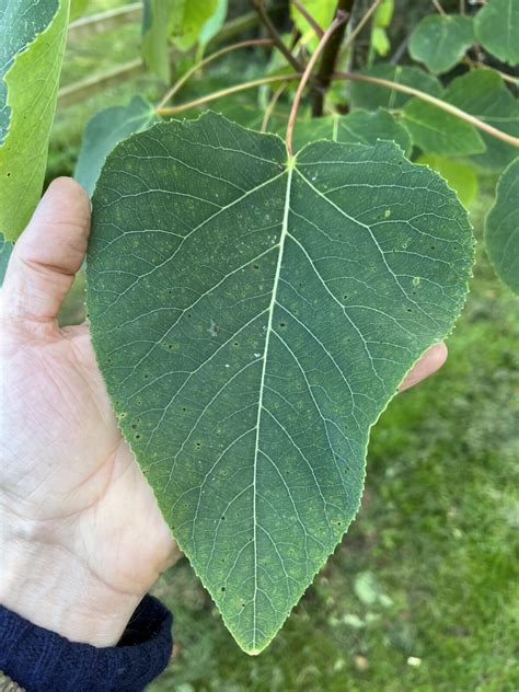 Populus wilsonii ex Gaoligongshan | Pan Global Plants