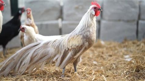 Phoenix Chicken: Eggs, Height, Size and Raising Tips