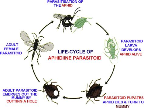 Typical Annual Life-cycle Of (A) Schematic Diagram Of A , 52% OFF