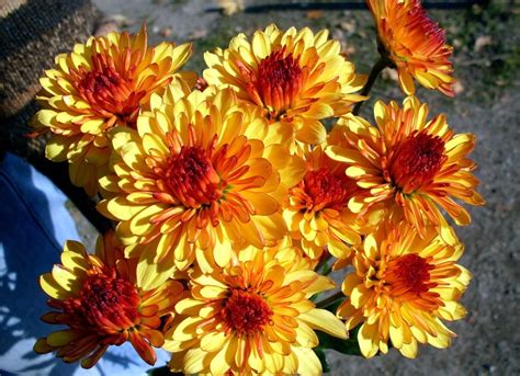 Fond D Cran Chrysanth Me Fleurs Brillant Bouquet X