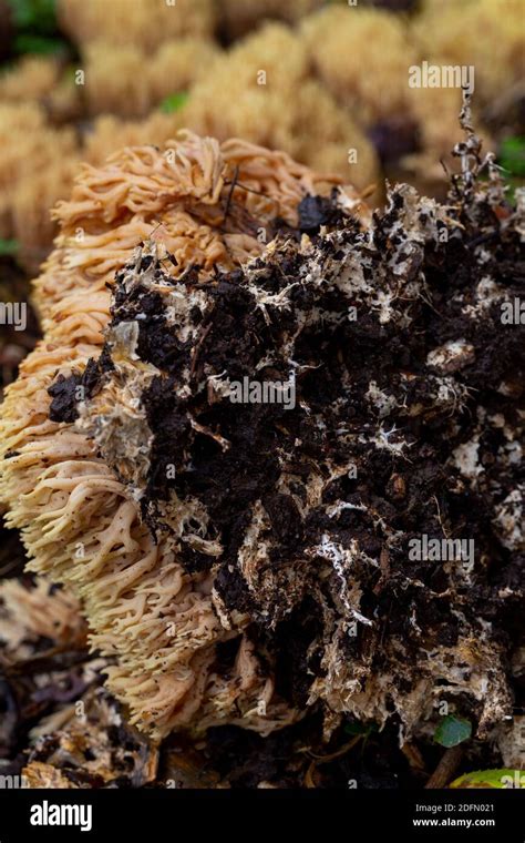 Coral De Rama Estricta Fotografías E Imágenes De Alta Resolución Alamy