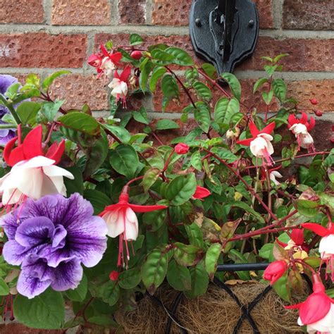 Fuchsia 'Pink Marshmallow', Fuchsia 'Pink Marshmallow' - uploaded by ...