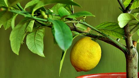 Cómo Plantar Un Limonero En Maceta