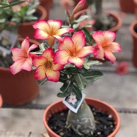 Jual New Bahan Bonsai Adenium Kamboja Jepang Bunga Tumpuk Bunga Oren