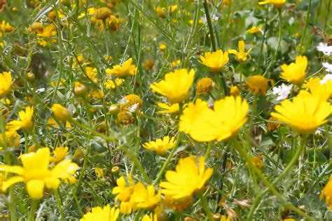 Beautiful Yellow Flowers Free Stock Photo Public Domain Pictures