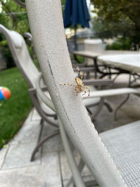 Whats This Big Spider Rwhatsthisbug