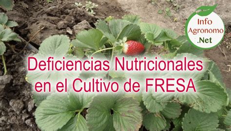 Deficiencias En Fresa Y Sintomas Nutricionales InfoAgronomo