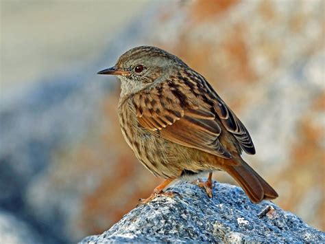 Dunnock | NatureRules1 Wiki | Fandom