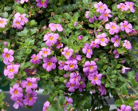 Bacopa sutera cordata Big Falls Dark Pink | Lucas Greenhouses