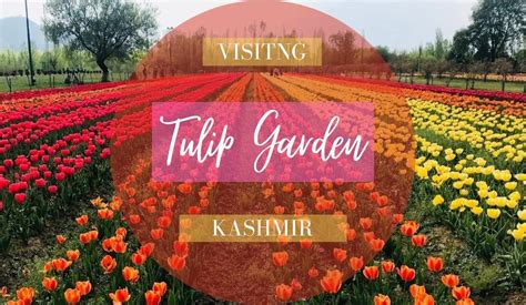 BEST TIME TO VISIT KASHMIR TULIP GARDEN - PINNING DESTINATIONS