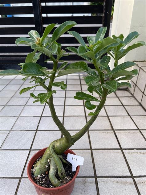 Taiwan Adenium Non Grafted Seed Grown Flower Elf Furniture Home