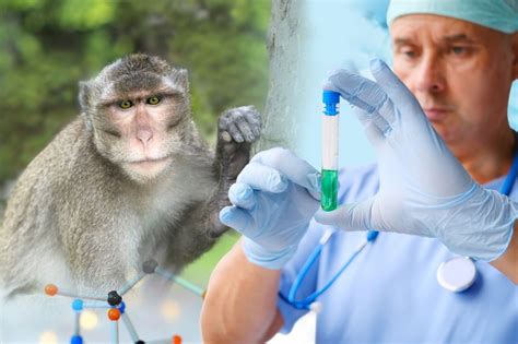 Primate Models In Pharma What The Future Holds