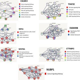 HAND1 MRNA Expression In BeWo Cells And Human Placental Microvascular