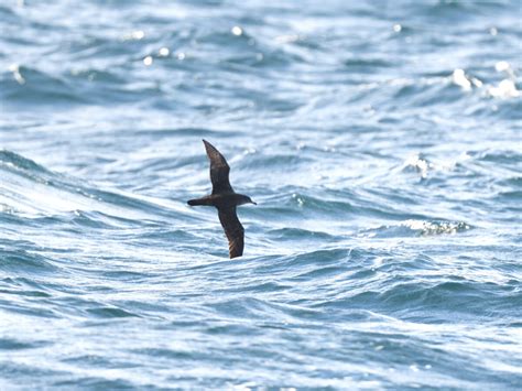 Pink Footed Shearwater