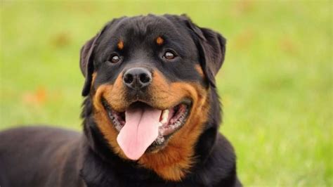 What Are The Ideal Rottweiler Eye Color, Shape, And Placement ...