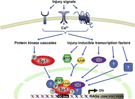 Possible Mechanism Of Sp1 Mediated Transcriptional Complex To Induce