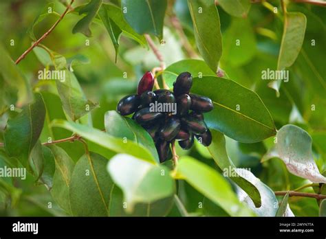 Fruit Of Syzygium Cumini Commonly Known Malabar Plum Java Plum Black