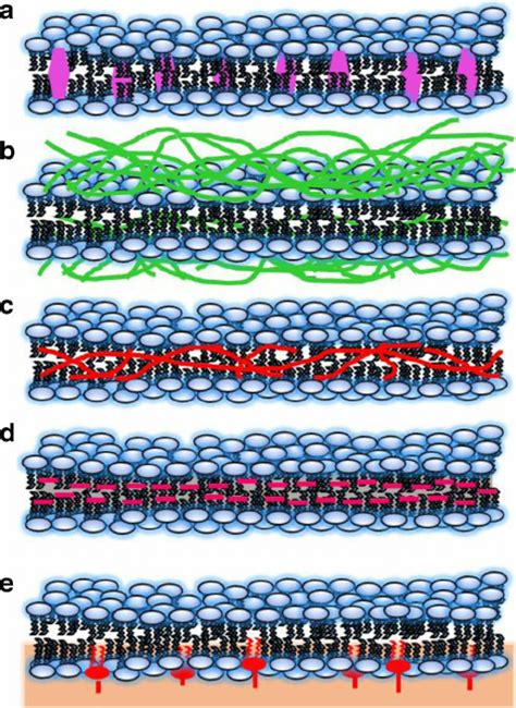 Schematic Representation Of Common Bilayer Stabilization Strategies