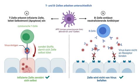 Immunsystem Der Virus Hype