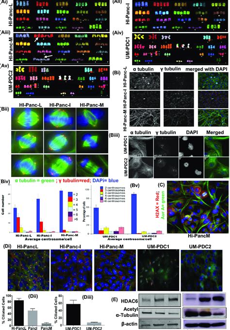 Chromosomal distribution and genomic stability (centrosome segregation ...