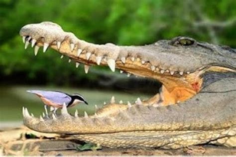 🔥 Egyptian plover cleaning crocodile teeth : r/NatureIsFuckingLit