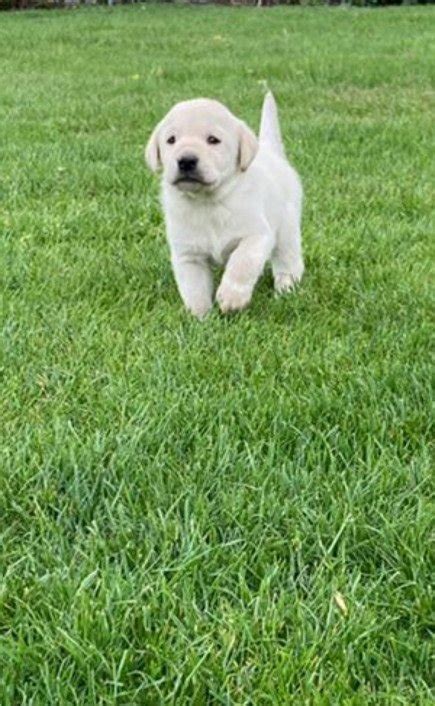 Prachtige Blonde Labrador Pups Te Koop