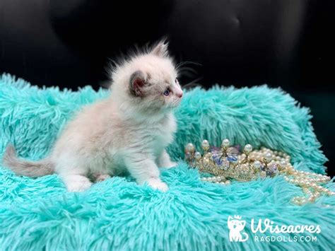 Blue Point Bicolor Ragdoll Kitten Available Mitted Female