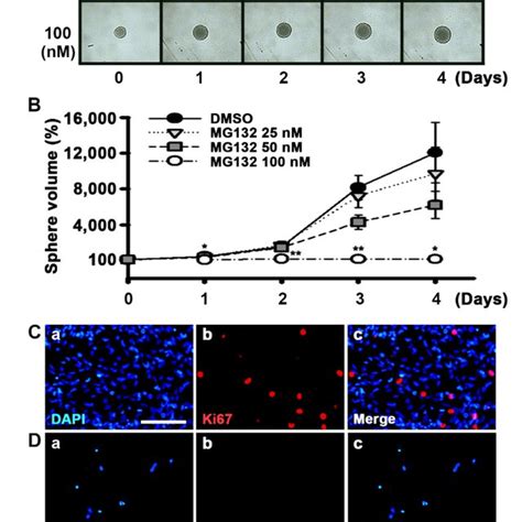 MG132 induces apoptosis by decreasing the B-cell lymphoma 2 ...