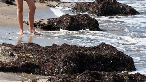 Bakterien Im Wasser Wie Gef Hrlich Sind Vibrionen