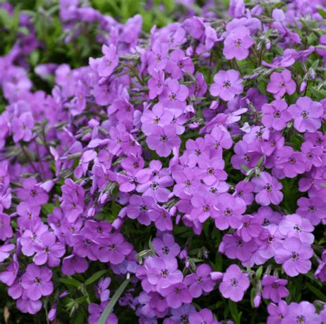 10 Purple Perennials to Plant for Beauty Each Year - Birds and Blooms