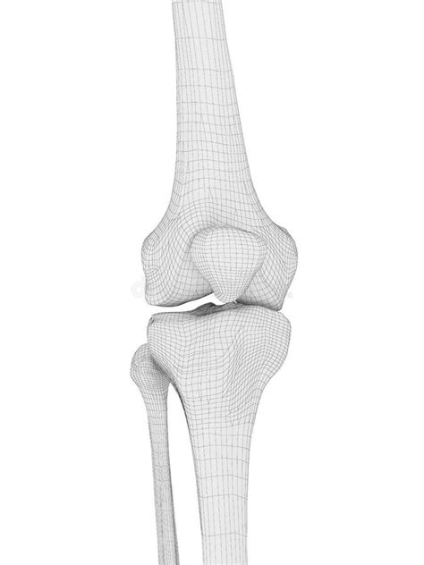 Ossos Do Joelho E Desenho Do Vetor Articular Anatomia Humana Ilustração