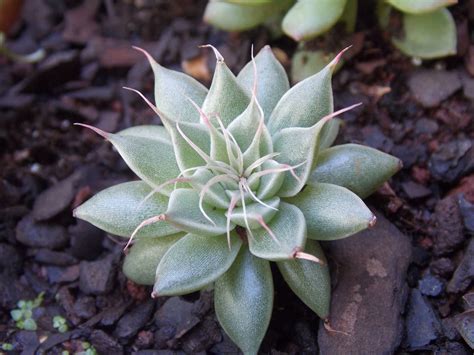 Graptoveria Silver Star by Silver-Rachel on DeviantArt