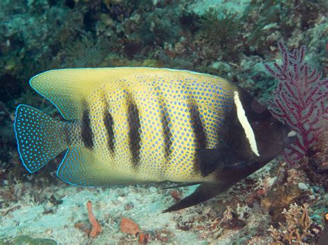 Six Banded Angelfish Pomacanthus Sexstriatus Fishbas Flickr