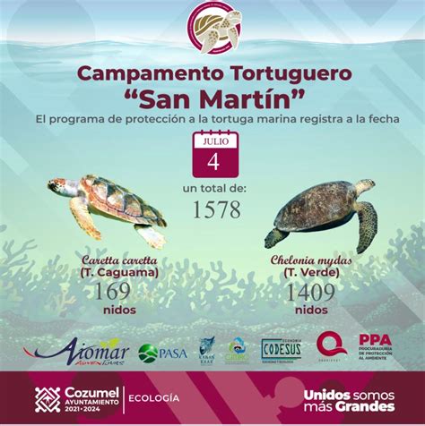 HAN SIDO CONTABILIZADOS MÁS DE MIL 500 NIDOS DE TORTUGA MARINA EN EL