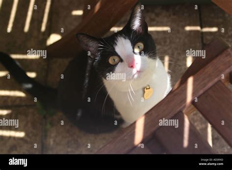 Black And White Cat Under The Table Stock Photo Alamy