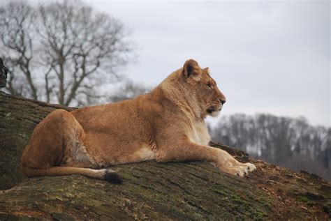 Longleat Safari Park March Alljengi Flickr