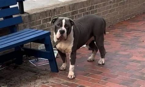 Cachorro gigante abandonado e amarrado em banco aguarda paciente alguém