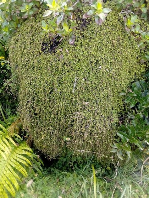 Coprosma From Buller District West Coast New Zealand On February