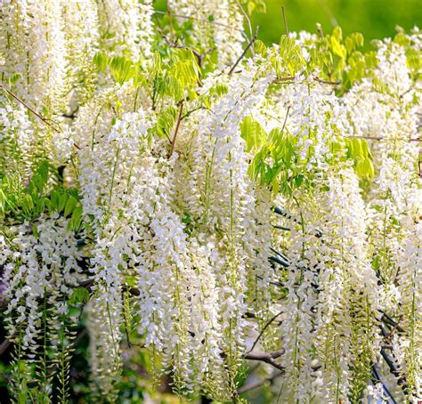 White Wisteria Bonsai Tree Seeds for Planting Wisteria | Etsy