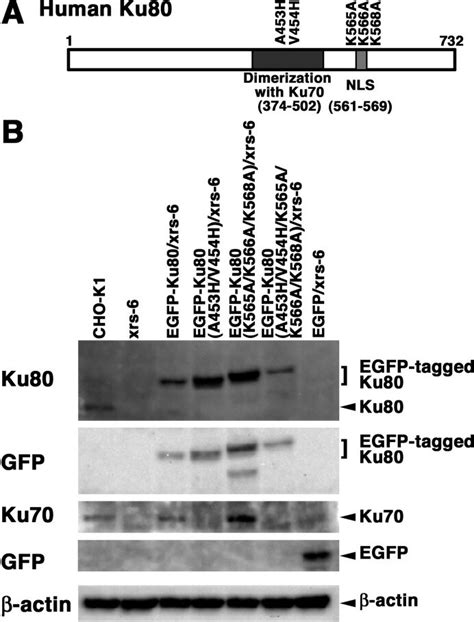 Ku Expression In Transformed Cells Expressing Ku Site Specific