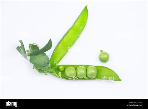 Fresh Green Peas Pisum Sativum Stock Photo Alamy