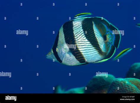 Lined Butterflyfish Chaetodon Lineolatus And Wrasses Julininae