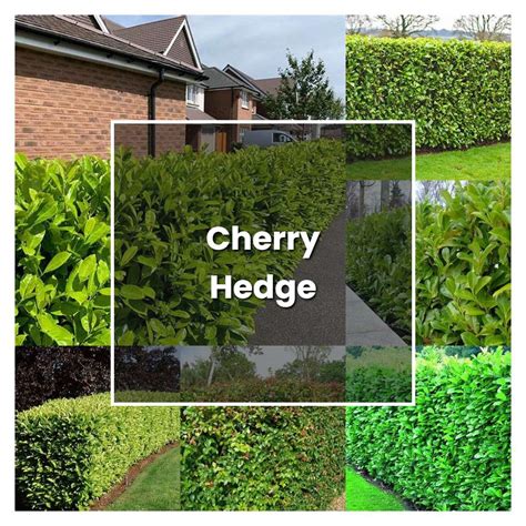 How to Grow Cherry Hedge - Plant Care & Tips | NorwichGardener