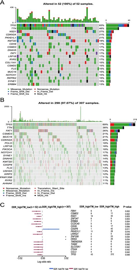 Somatic Mutant Genes In Ddrhightmlow And Ddrhightmhigh Groups Of