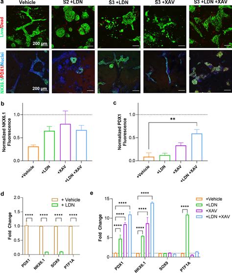 Small Molecule Inhibition Of Bmp And Wnt Signaling Pathways During