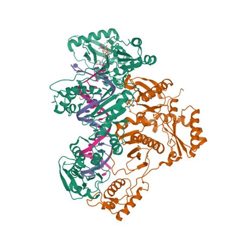 Rcsb Pdb Klf Crystal Structure Of Wild Type Hiv Reverse